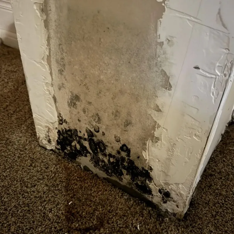 Professional Mold Removal in Brunswick County, NC